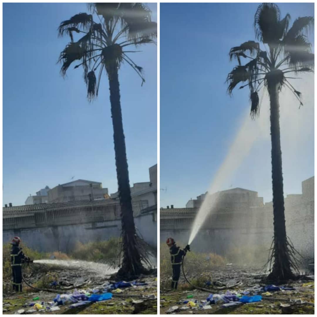 مهار آتش سوزی یک اصله درخت نخل کهنسال در بابل